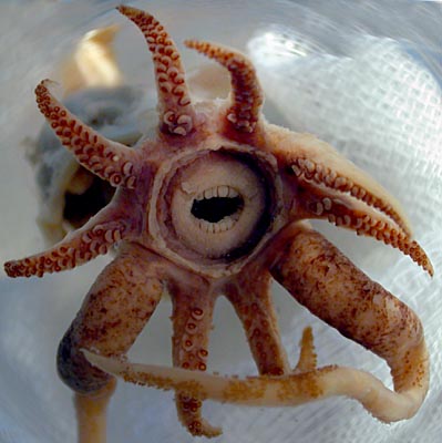 squid Promachoteuthis sulcus.jpg